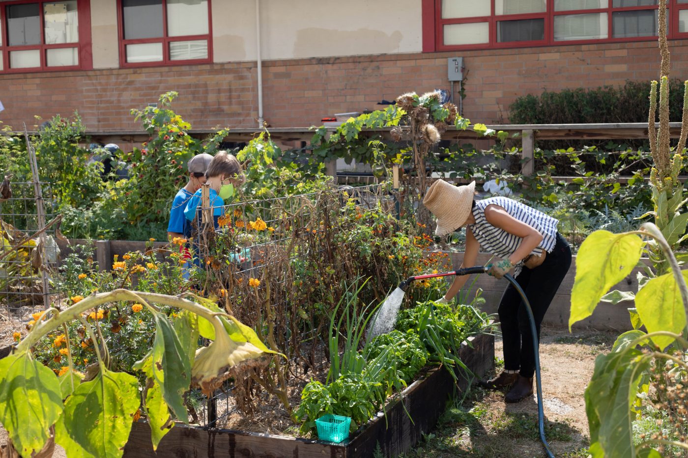 Edible schoolyard programs continue to engage students in new ways despite distance learning.