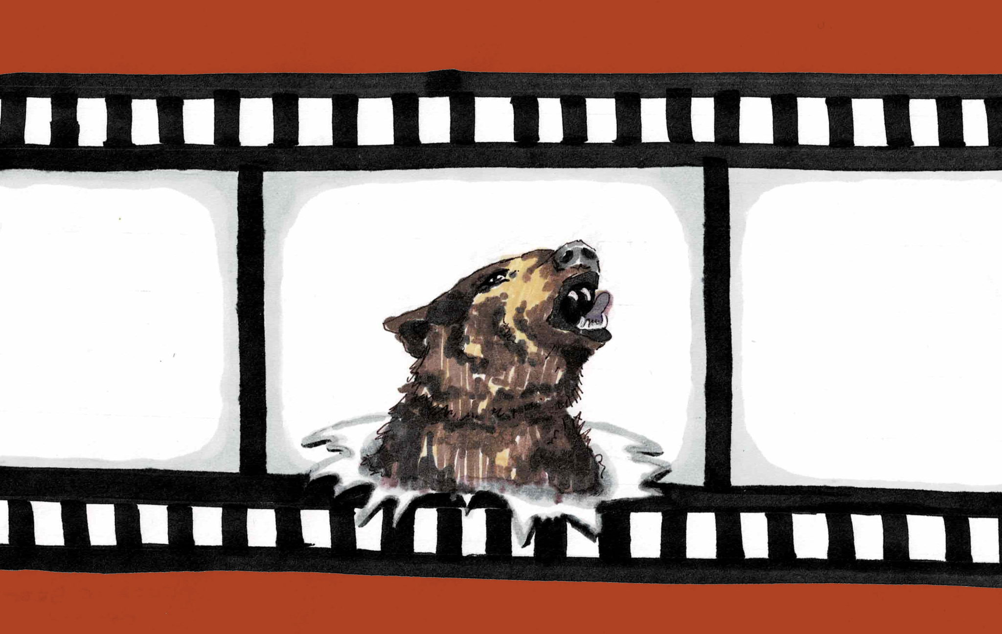 A brown bear breaking through a strip of film tape.
